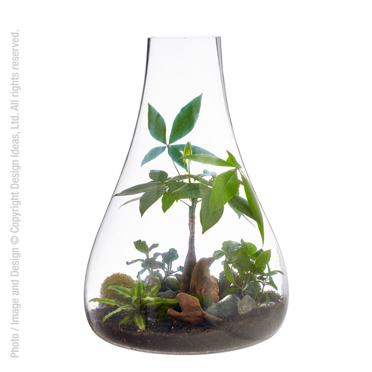Design Ideas Glass Indoor Terrarium Wayfair Canada
